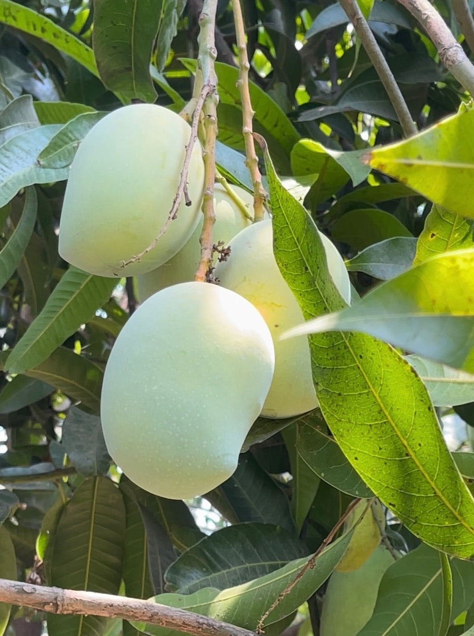 Rajapuri Mango 10kg