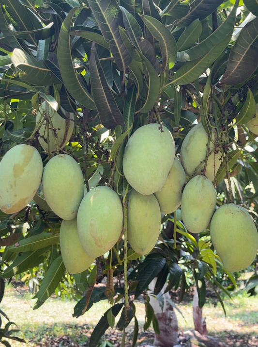 Kesar Mango 10kg